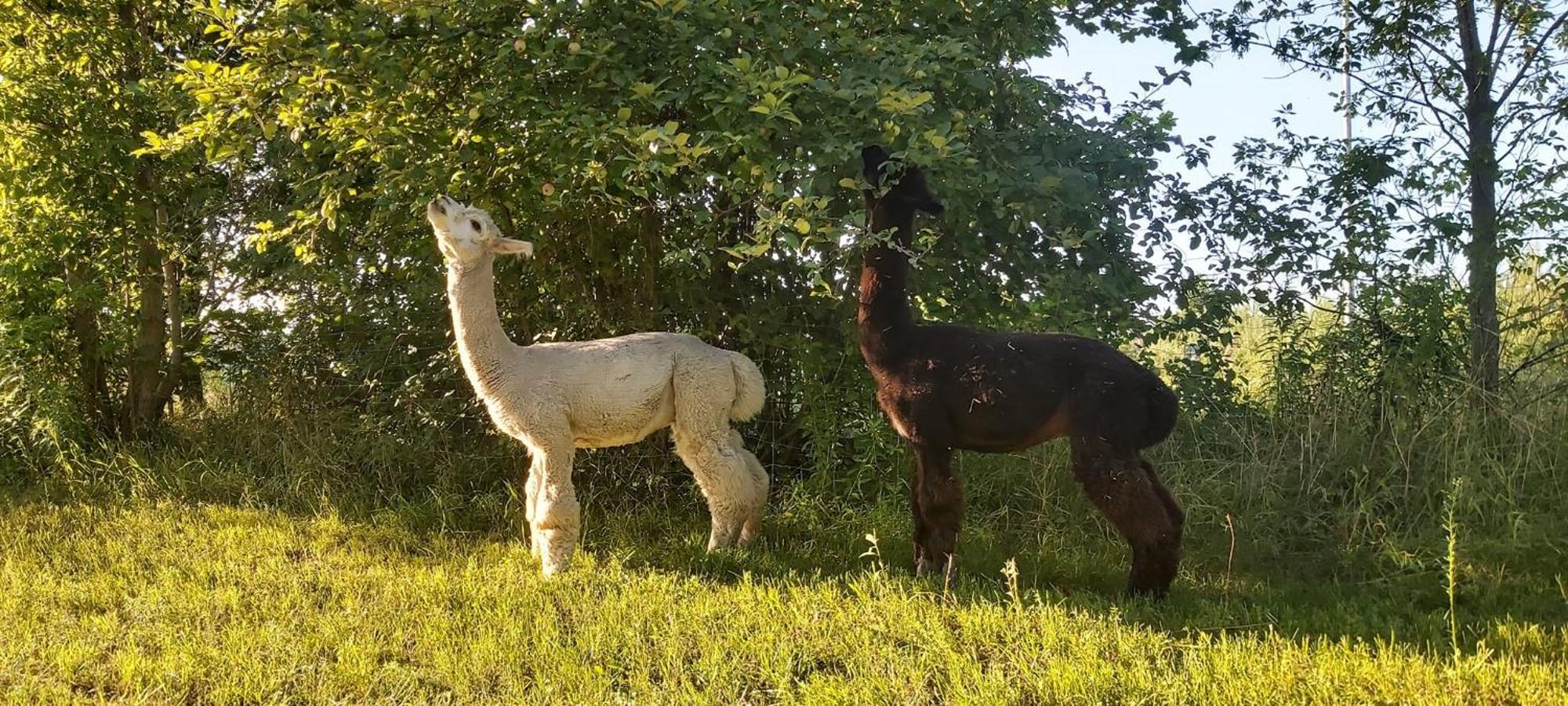Pokoje W Goldapi Exterior foto